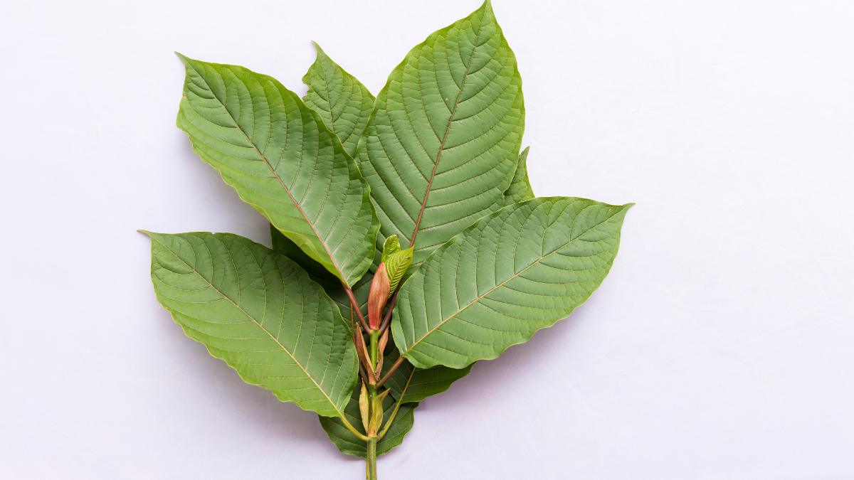 Kratom leaves and powder used to explain kratom dependence